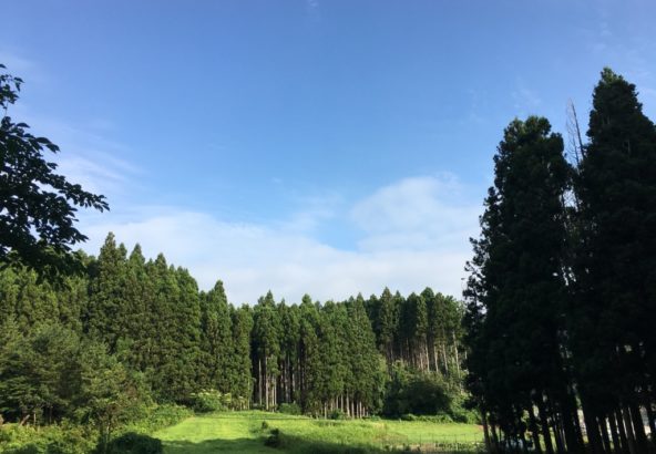森林